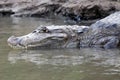 Cayman in Costa Rica. The head of a crocodile (alligator) closeup