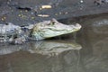 Cayman in Costa Rica. The head of a crocodile (alligator) closeup