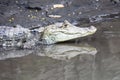 Cayman in Costa Rica. The head of a crocodile alligator closeup