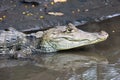 Cayman in Costa Rica. Head of a crocodile closeup Royalty Free Stock Photo