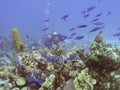 A Scuba Diver Watches Schooling Creole Wrasse