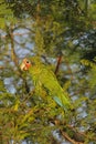 Cayman parrot perched in a tree Royalty Free Stock Photo