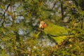 Cayman parrot perched in a tree Royalty Free Stock Photo