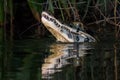 Cayman swimming in the water. Sandoval Lake, Tambopata, Peru