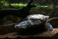 Cayman turtle underwater wild dangerous animal is not large