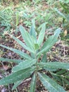 Cayratia japonica. Autumn shoot. Medicinal value Royalty Free Stock Photo