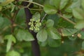 Cayratia japonica. Vitaceae perennial vine.