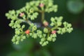 Cayratia japonica. Vitaceae perennial vine.