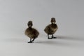 Cayuga Ducklings Royalty Free Stock Photo