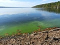 Cayuga Lake green algae bloom Royalty Free Stock Photo