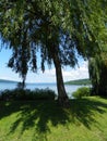 Cayuga Lake view under Stewart Park Willow trees Royalty Free Stock Photo