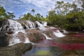 The CaÃÂ±o Cristales, one of the most beautiful rivers in the world Royalty Free Stock Photo