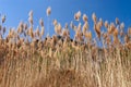 Reed Grass Serenity: Capturing the Calmness and Beauty of Nature