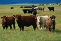 Herd of Holstein cattle crowd in green Pasture Royalty Free Stock Photo