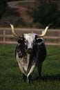 Herd of Holstein cattle crowd in green Pasture Royalty Free Stock Photo