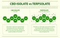 CBD Isolate vs Terpsolate horizontal infographic Royalty Free Stock Photo