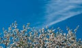 CBlossoming apple tree in spring against a background of bright blue sky Royalty Free Stock Photo