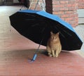 Cute cat under umbrella Royalty Free Stock Photo