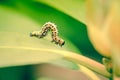 Ccaterpillar in the garden