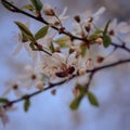 Cclose-up of a bee on a flowering tree Royalty Free Stock Photo