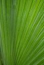 Cclose-up palm tree leaf Royalty Free Stock Photo