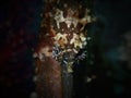 CCloseup and macro shot of the eyes of the small marine seahorse in the genus Hippocampus during leisure dive in Sabah, Borneo.