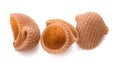 Cconchiglie italian pasta Royalty Free Stock Photo