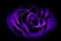 Beautiful romantic purple rose against dark background Royalty Free Stock Photo