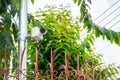 CCTV camera is installed in the garden with blur green tree background for monitor and safety system control around that area Royalty Free Stock Photo