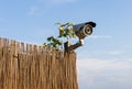 CCTV security camera on garden fence with blue sky in background Royalty Free Stock Photo