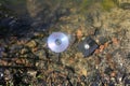 CD disk and floppy diskette are lying in the lake outdoors. Forgotten past concept in the water