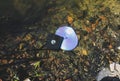 CD disk and floppy diskette are lying in the lake outdoors. Forgotten past concept in the water