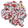 CD3 protein (epsilon/delta ectodomain dimer). CD3 is present on the surface of T-lymphocytes and is required for T-cell activation