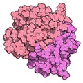 CD3 protein (epsilon/delta ectodomain dimer). CD3 is present on the surface of T-lymphocytes and is required for T-cell activation