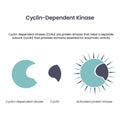 Cyclin dependent kinases scientific vector illustration infographic