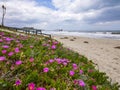 Carpobrotus edulis, spring flowers on the beach of Cea, Barisardo Sardinia Royalty Free Stock Photo