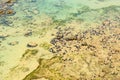 ÃÅ¾cean floor with sea urchins