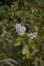 Ceanothus arboreus in bloom Royalty Free Stock Photo