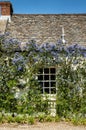 Ceanothus around a cottage window Royalty Free Stock Photo