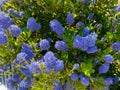 Ceanothus, are buckbrush, California lilac, soap bush, or just ceanothus. Royalty Free Stock Photo