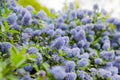 Ceanothus - California lilac Royalty Free Stock Photo