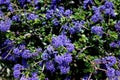 Ceanothus `Centennial`, Centennial Ceanothus Royalty Free Stock Photo