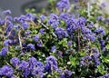 Ceanothus `Centennial`, Centennial Ceanothus Royalty Free Stock Photo