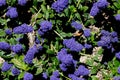 Ceanothus `Centennial`, Centennial Ceanothus Royalty Free Stock Photo