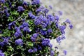 Ceanothus `Centennial`, Centennial Ceanothus Royalty Free Stock Photo