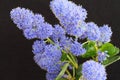 Ceanothus Royalty Free Stock Photo