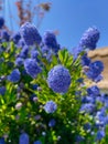 Ceanothus, are buckbrush, California lilac, soap bush, or just ceanothus. Royalty Free Stock Photo
