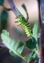 Ceanothus Silkmoth Caterpillar