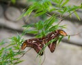 Ceanothus silkmoth in a tree Royalty Free Stock Photo
