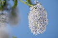 Ceanothus thyrsiflorus, flowers Royalty Free Stock Photo